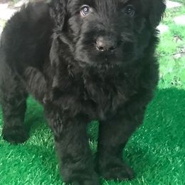 Boy 2 - Black Russian Terrier puppy from Lionheart BRT