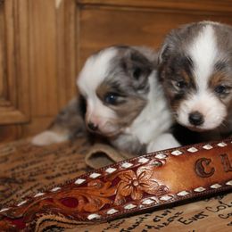 Miniature Australian Shepherd and Toy Australian Shepherd Puppies from Clayton Farms Australian Shepherds