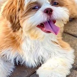 Shih Tzus from I ShihTzu Not of AZ
