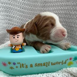 Buttercup - Caramel cream female Australian Labradoodle puppy in Orange, California from Little Kingdom Doodles