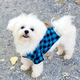 Sugar - Maltese