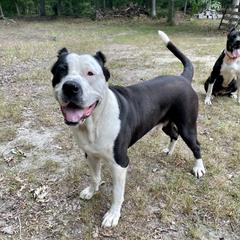 Mayhem - Perro de Presa Canario