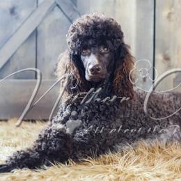 Jayda - Poodle