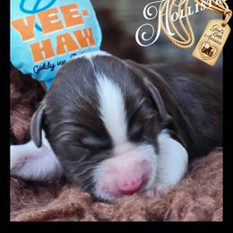 Hollister - Price 1650 - Brown and white male Aussiedoodle puppy in Ennis, Texas from God’s Little Aussies