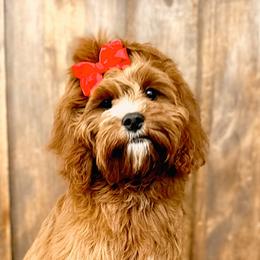 Bernedoodles and Cavapoos from Main Street Bernedoodles