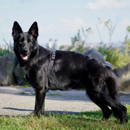 German Shepherds from Fluffy Haus