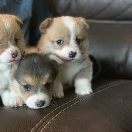 Pembroke Welsh Corgi Puppies from Nunas Corgis