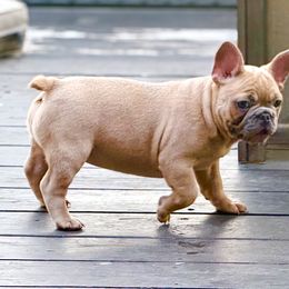 French Bulldog Puppies from Clay Acres Frenchies