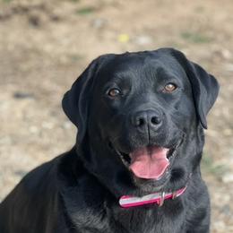Zelda - Labrador Retriever