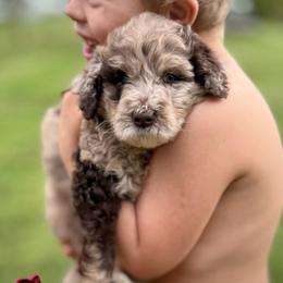 Osborne - Chocolate male Assorted Doodle Crosses puppy in Kansas City, Missouri from Beary GoldenDoodles