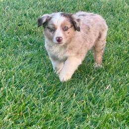 Merlin - Red merle male Miniature Australian Shepherd puppy in California from Eagle River Aussies