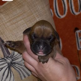 Blue Boy - Fawn male Boxer puppy in Saugerties, New York from Nala’s Pride