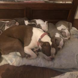 Boston Terrier Puppies from Lola’s House of Bostons & Rescue