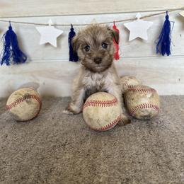 Miniature Schnauzer Puppies from Schnauzers on Robinson Lane