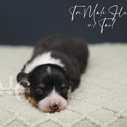 Sony - Black and tan male Pembroke Welsh Corgi puppy in Straughn, Alabama from Magnolia Creek Corgis