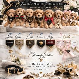 Chanel - Cream female Goldendoodle puppy in Red Oak, Iowa from Fisher Pups-Stay Golden with a Doodle