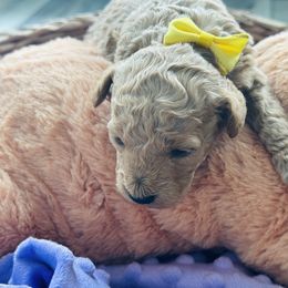 Biewer Terrier and Poodle Puppies from Alpha Tiny Paws