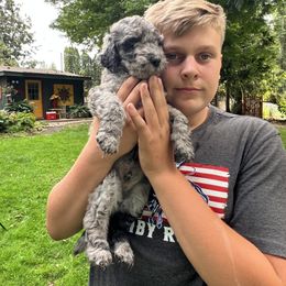 Labradoodle Puppies from Bear Creek Labradoodles