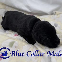 First Pick Black Male - Black male Labrador Retriever puppy in Greater Houston Area, Texas from Coram Deo Retrievers