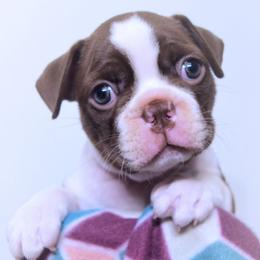 Baby Poppy - Seal and white female Boston Terrier puppy in Kingsport, Tennessee from Sleepwalker Bostons