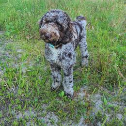 Sheepadoodle puppies from Spot On Doodles and Poodles