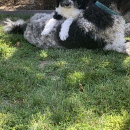 Bernedoodle and French Bulldog Puppies from Top of the Hill Frenchies and Bernedoodles
