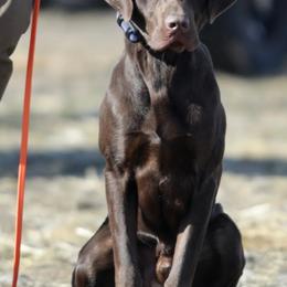 Labrador Retrievers from Humphrey Retrievers