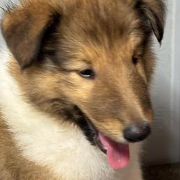 Wallen - Sable and white male Collie puppy in Norris City, Illinois from Hoskins Collies
