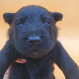 Tim - Black male Scottish Terrier puppy in Crossville, Tennessee from Cavern Kennels