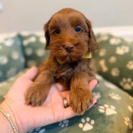Cider - Caramel red male Australian Labradoodle puppy in Summerfield, North Carolina from Four Oaks Labradoodles