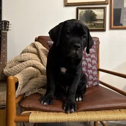 Vader - Black male Cane Corso puppy in Utah from 3Lake Kennelz