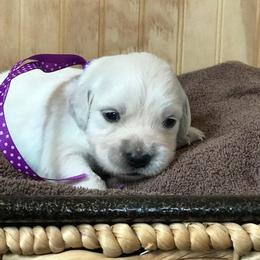 Miss Purple - Light golden female Golden Retriever puppy in Patterson, California from Trusted Valley Retrievers
