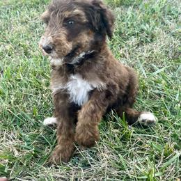 Poodle Puppies from Legacy Farms Standard Poodles