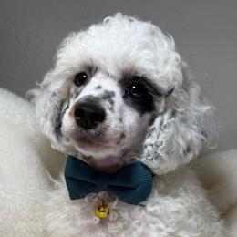 READY TO GO NOW AKC Petey - Parti male Poodle puppy in Tampa, Florida from The Sweet Life of a Toy Poodle