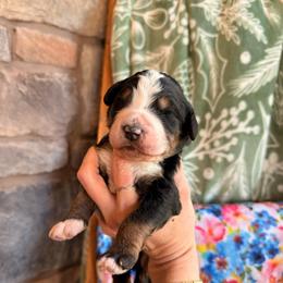 Himalaya - Tri-color male Bernedoodle puppy in Fort Meade, Florida from Baldwin Dood Ranch