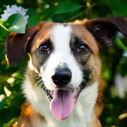 Zuko - Border Collie