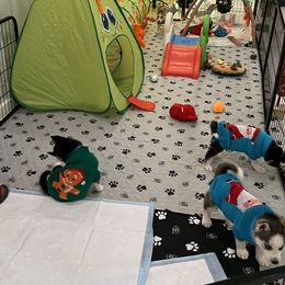 Golden Retriever, Miniature American Shepherd, and Siberian Husky Puppies from HuskiesAndGoldensWithFinesse