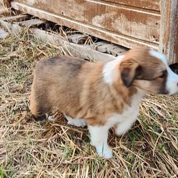 Annie Oakley - Sable and white English Shepherd puppy in Columbia, Connecticut from Tranquil Morning Farm