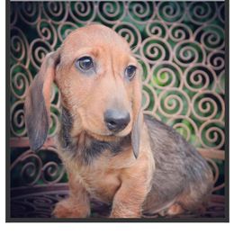 Sparrow - Dachshund