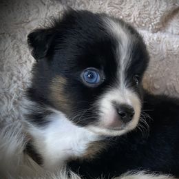 Miniature Australian Shepherds, Toy Australian Shepherds, and Yorkshire Terriers from Bullish R Ranch