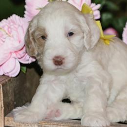 Yellow - Caramel female Australian Labradoodle puppy in Milton, North Carolina from Good Day Doodles