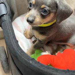 Baby Bear - Blue and cream male Dachshund puppy in Chino Valley, Arizona from Dachshund Family Love Breeders