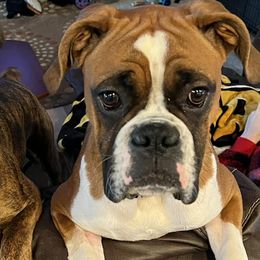 Boxers from Kona’s Boxer Babies