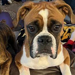 Boxers from Kona’s Boxer Babies