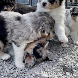Australian Shepherd, Miniature American Shepherd, and Toy Australian Shepherd Puppies from OR Aussies