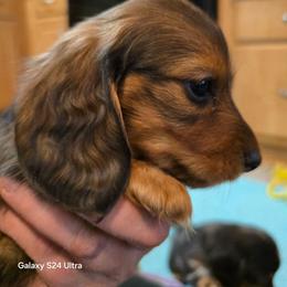 Blush 3,800 - Red female Dachshund puppy in Tonopah, Arizona from Desert Diamond Dachshunds
