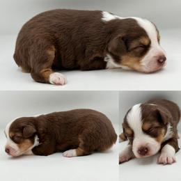 Red tri female 1 - Red tri female Toy Australian Shepherd puppy in Brooker, Florida from Honey, I Shrunk the Aussies