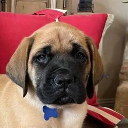 Australian Shepherds and Mastiffs from H.E. Ranch