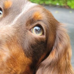 Dachshunds from Christi's Critters