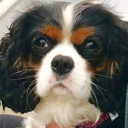 Bella - Cavalier King Charles Spaniel